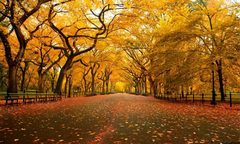 Escapade automnale à New York : Ces 5 lieux sont incontournables à découvrir en novembre